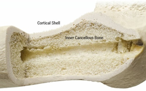 Spongy Part and Cortical Part of Bone